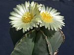 Astrophytum