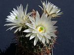 Mammillaria